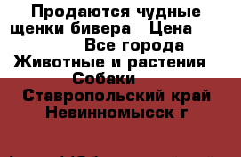 Продаются чудные щенки бивера › Цена ­ 25 000 - Все города Животные и растения » Собаки   . Ставропольский край,Невинномысск г.